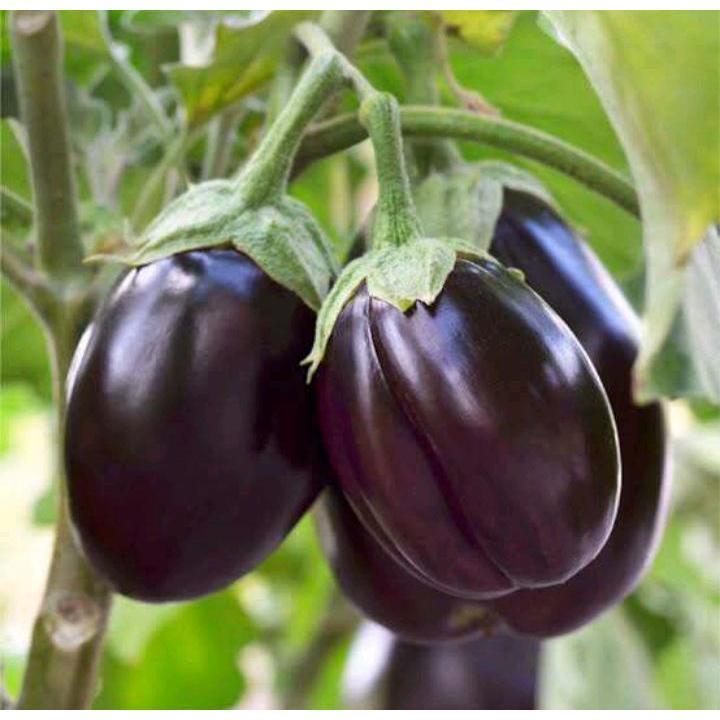 TERMURAH - Bibit Terong Bulat Ungu