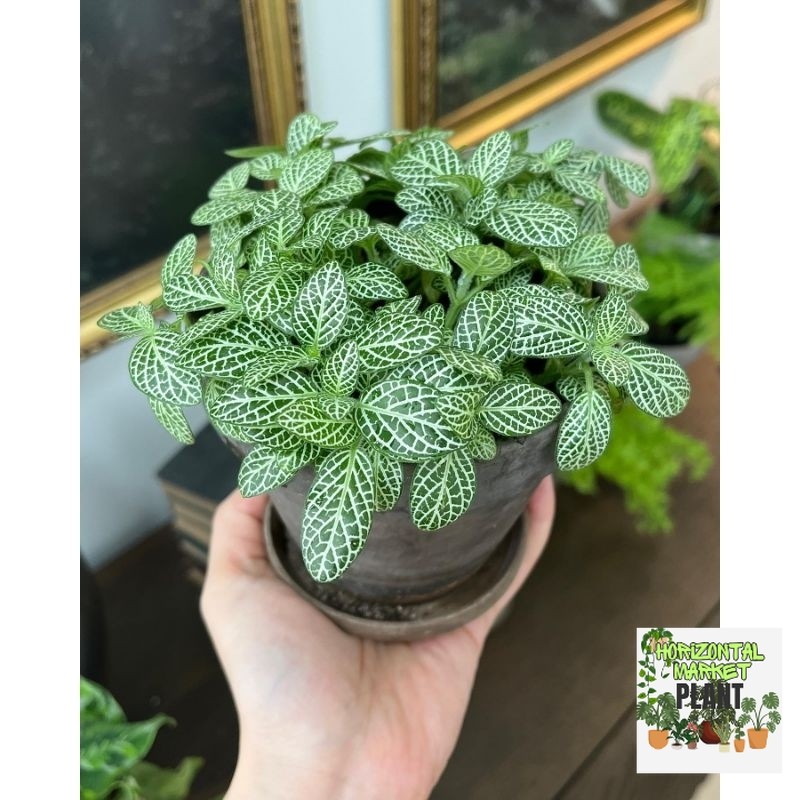 Fittonia mini white vein / fitonia putih kecil / pittonia mutiara mini