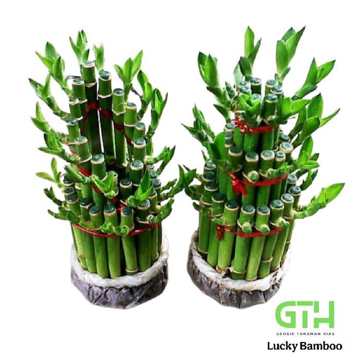 Tanaman Bambu Hoki / Bamboo Hoky / Lucky Bamboo