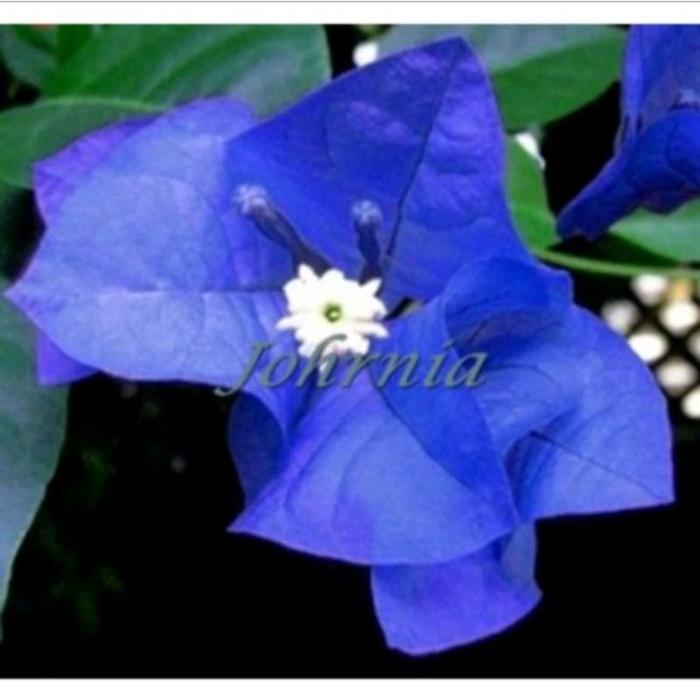 TERLARISTANAMAN HIAS BUGENVIL BUNGA KERTAS/Bougenville-BUNGA KERTAS TERBARU - Biru Cod