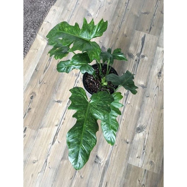 TANAMAN HIAS PHILODENDRON LIME FIDDLE - PHILODENDRON DRAGON