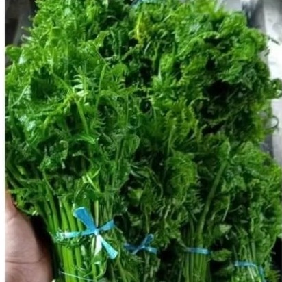 Sayur pakis 1kg