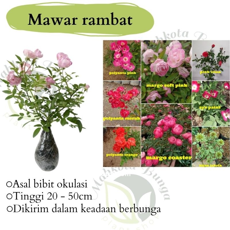 Mawar Rambat Hidup - Tanaman Rambat Bunga Cantik