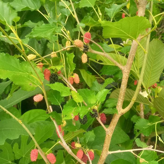 bibit pohon murbei berbuah