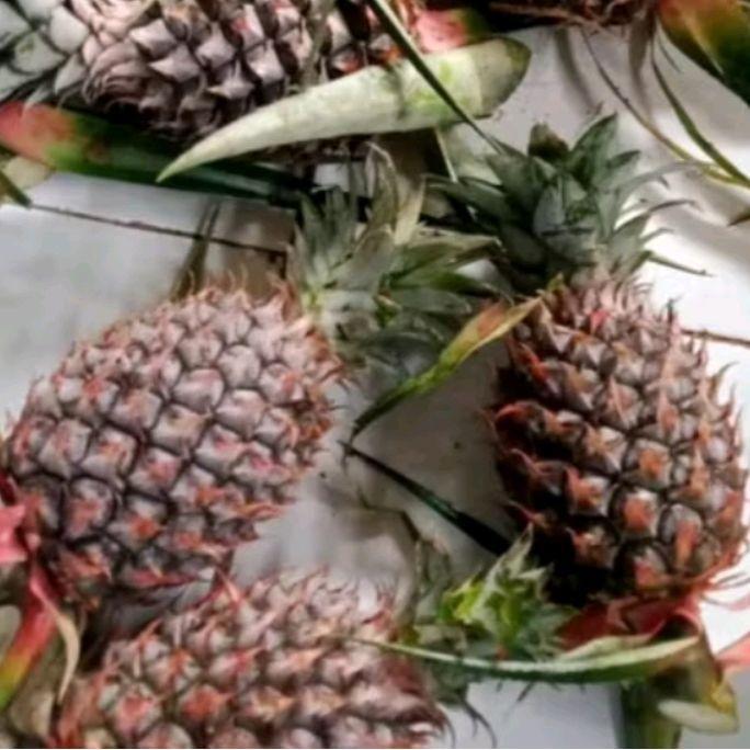BUAH NANAS MUDA/ NANAS MERAH
