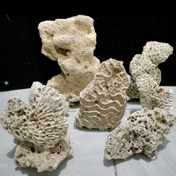 Karang laut dead rock 15 cm dekor aquarium