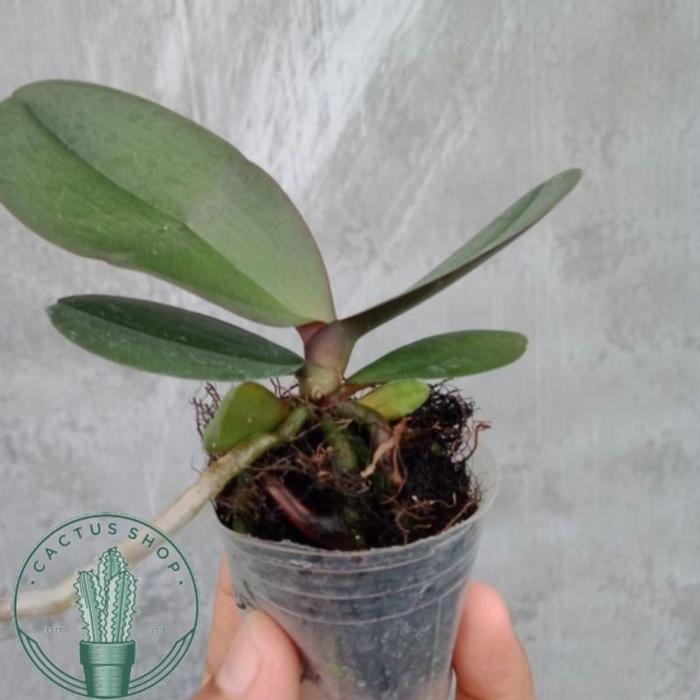 Anggrek bulan dewasa & Anakan Anggrek Bulan - Bunga Hidup Anggrek Bulan - Anakan