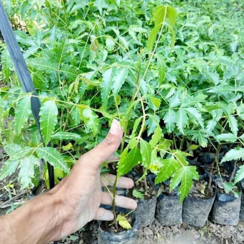 Bibit Pohon Mimba / Bibit Tanaman Daun Mimba Asli