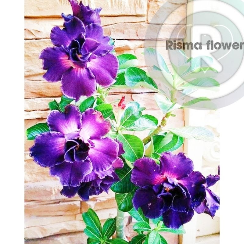 adenium super Tanaman hias pohon adenium tumpuk bunga ungu / bunga Kamboja Jepang tumpuk termurah da