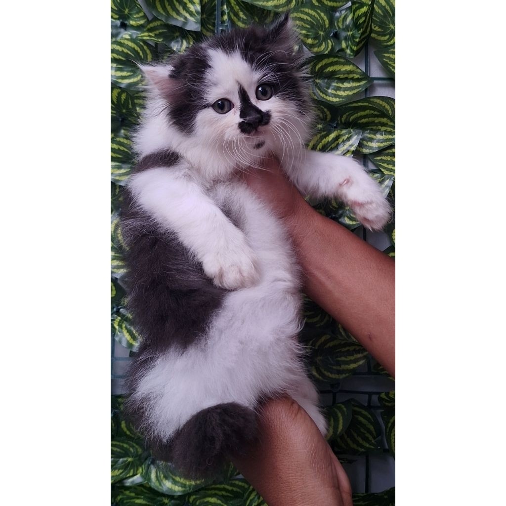 KUCING PERSIA MEDIUM JANTAN 2 BULAN HITAM PUTIH