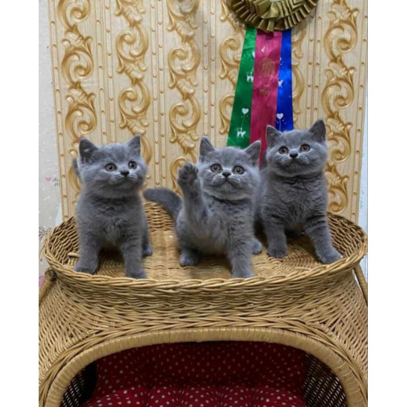 Kitten British Shorthair Pedigree Sehat Lincah