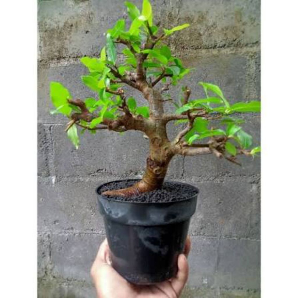 Promo Promo bahan bonsai loa asli dongkelan Raja Bonggol