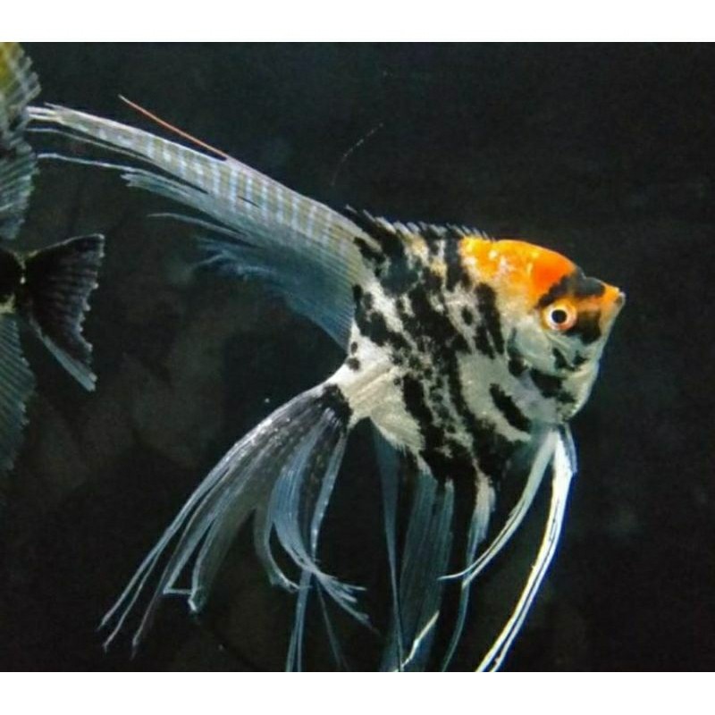 ikan manfish Tricolor slyer size Xl indukan mantap