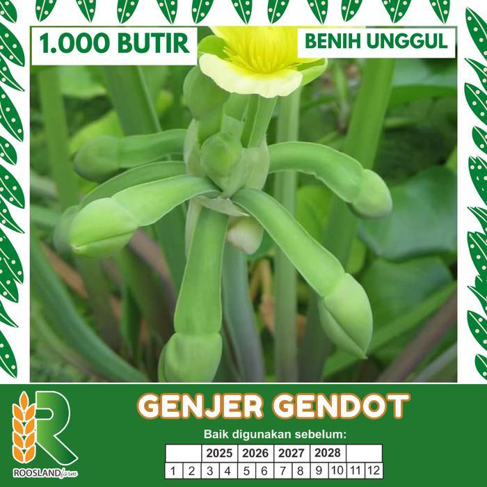 Benih Genjer 1000 Butir - Benih Kualitas Tinggi
