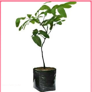 Terlaris Bibit Kelengkeng Seedling Unggul BISA COD/BAYAR DI TEMPAT