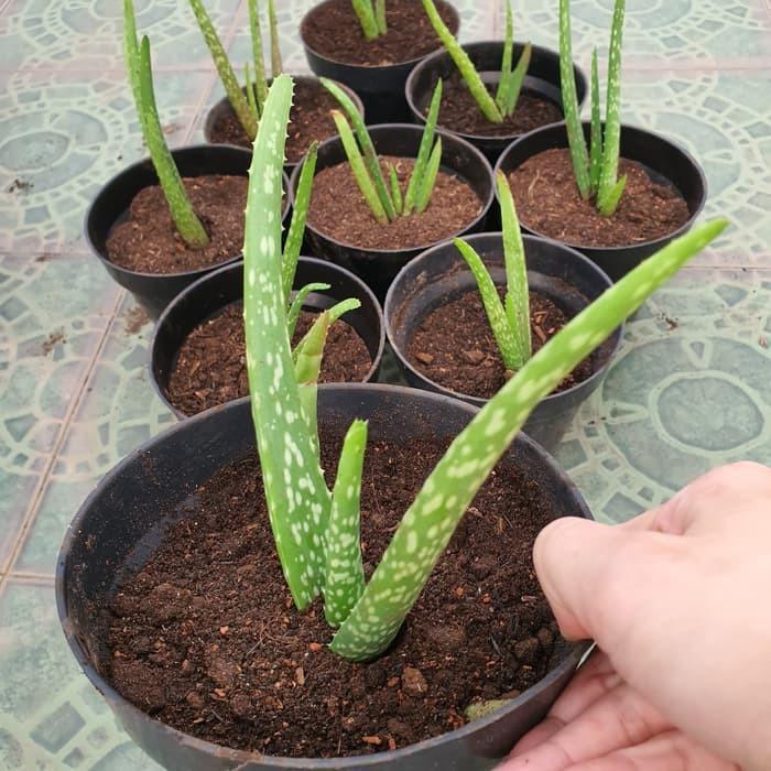 >COD_ Bibit Pohon Lidah Buaya Aloe Vera JUMBO Pontianak Sinensis (Pangpung Alam)