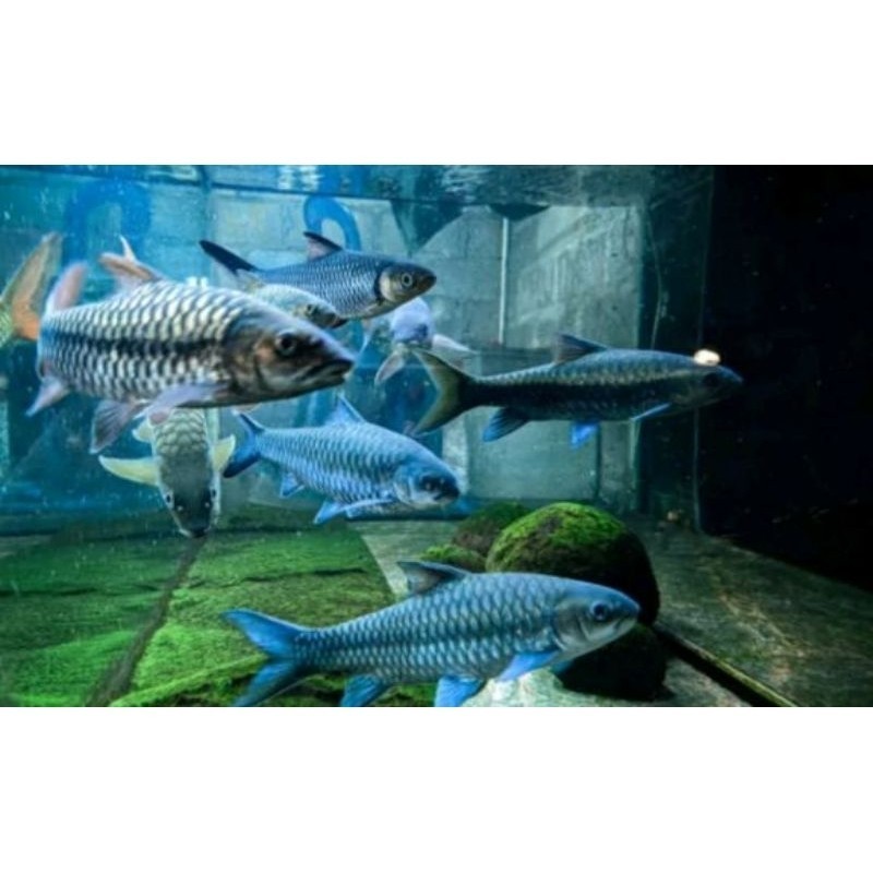 Maser 9-12cm Blue Mahser/Ikan Masheer Dewa