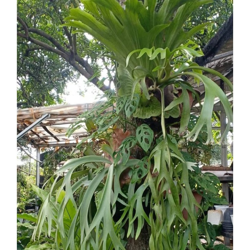 KADAKA TANDUK RUSA JUMBO