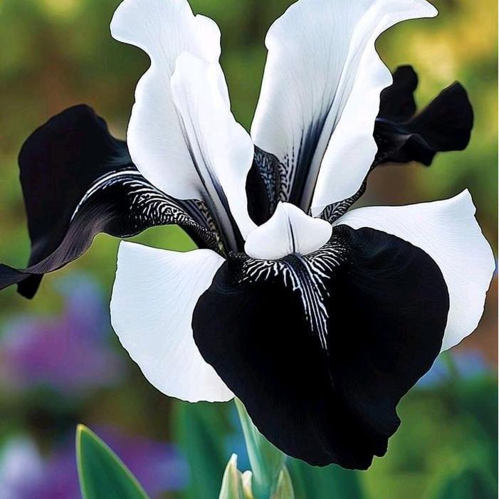 bibit tanaman hias hidup anggrek bulan( bisa buat di meja kantor ) - putih hitam