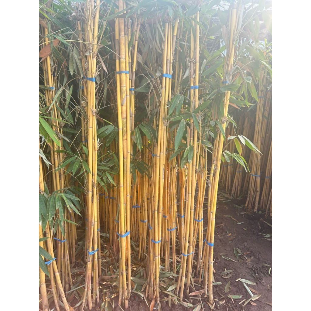 TERMURAH bambu kuning panda 1 rumpun 6/7 batang tinggi 2 meter