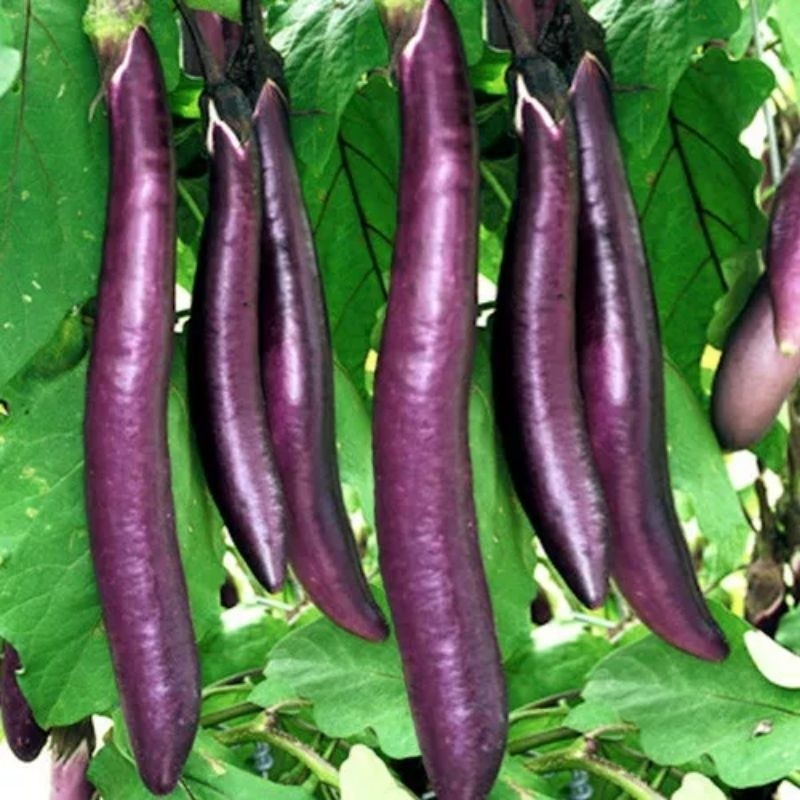 BIBIT TERONG UNGU BESAR PANJANG || REPACK || PRODUK NATURAL ORGANIK
