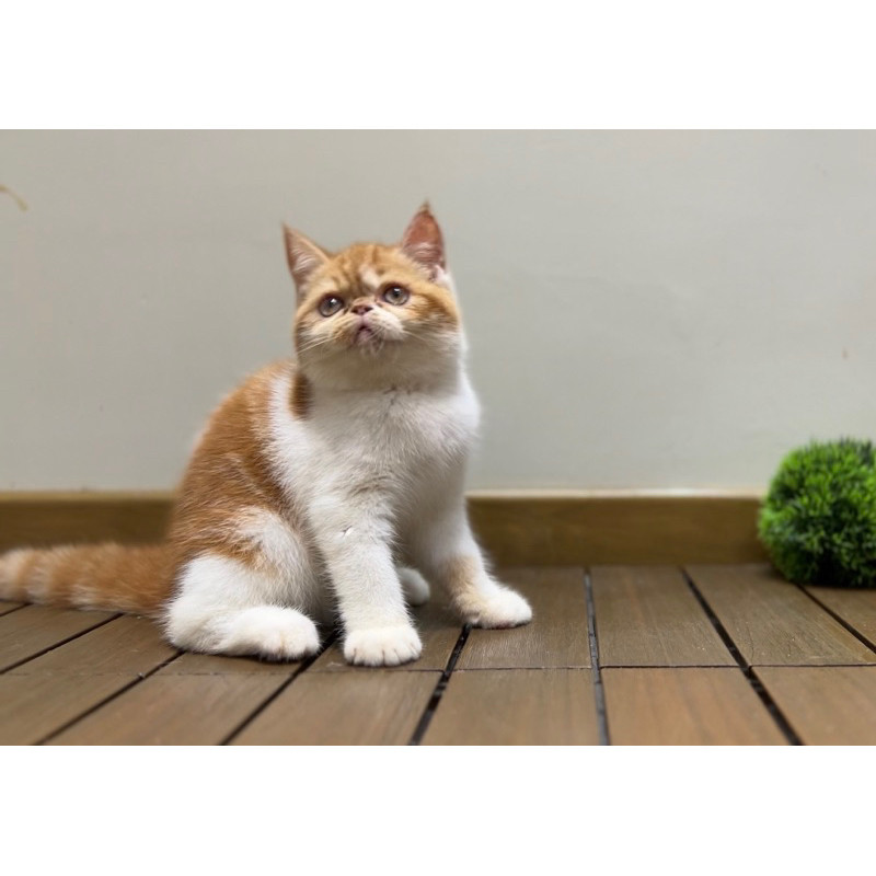 kucing exotic shorthair