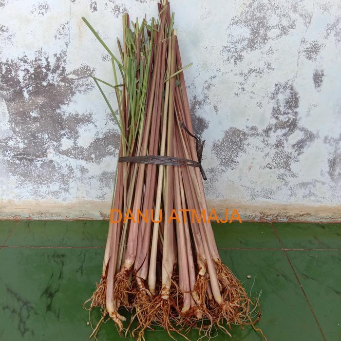 pohon sereh merah / sereh wangi / sereh  1 kg sereh wangi/sereh merah