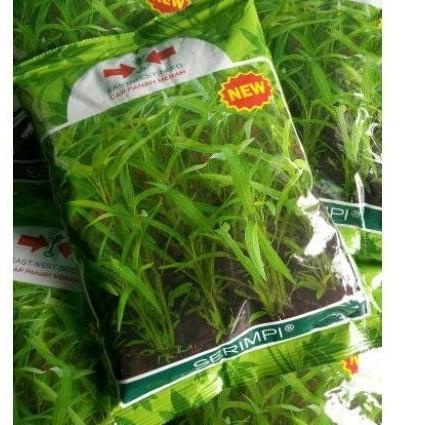 ( 10 bungkus ) Benih kangkung SERIMPI 1 KG kangkung daun sempit SERIMPI 1kg srimpi panah merah grosi