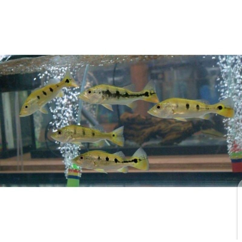 ikan pbass monoculus mono 4-5 cm