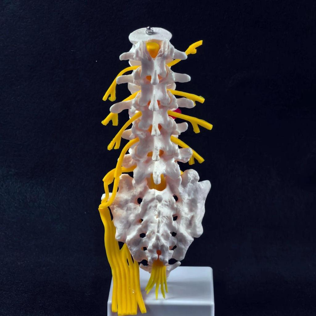 PVC Lumbar Cauda Equina Spine Sacrum Coccyx Spinal Nerve Neural Skeleton Model Teaching Training Aid