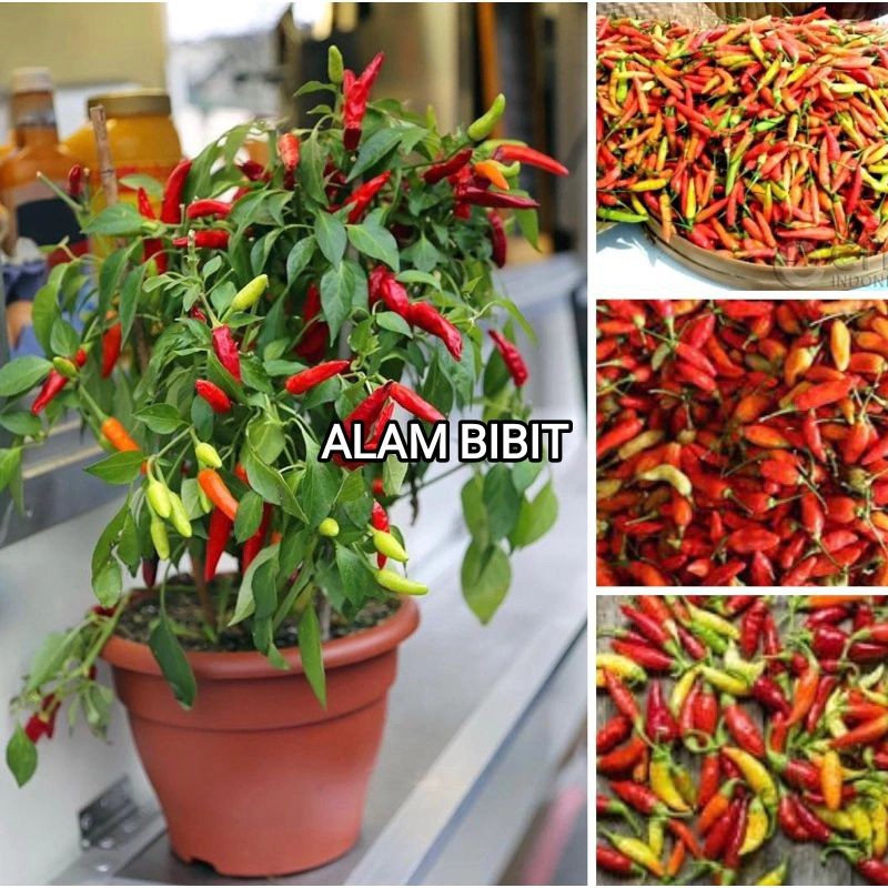BIBIT LOMBOK/CABAI RAWIT SIAP TANAM (PEDAS)