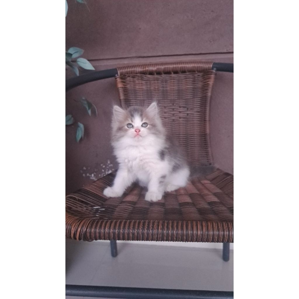 kucing persia abu putih lucu murah