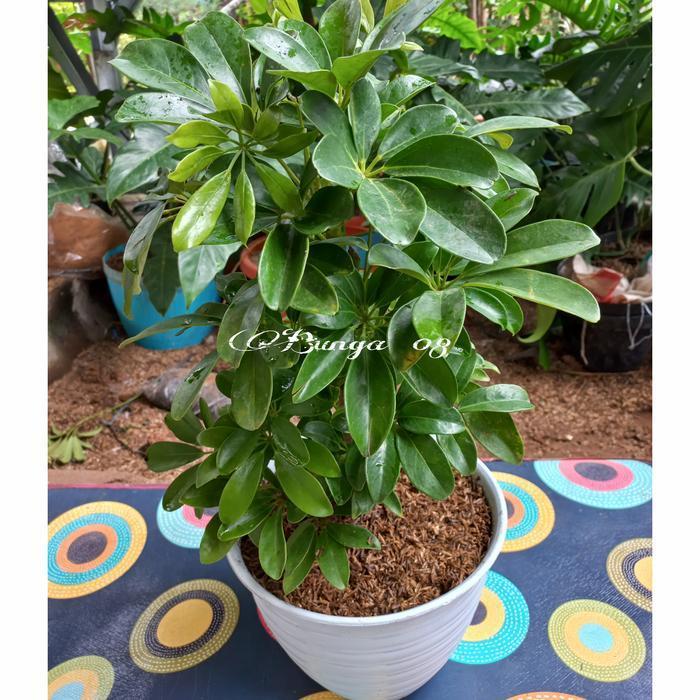 Tanaman hias walisongo hijau / tanaman indoor / plus pot tawon - Pot Tawon Putih - Pot Tawon Putih