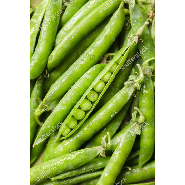 MDN BIBIT BENIH kacang polong