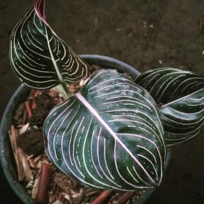 For saleTanaman hias aglonema rotundum aceh / aglonema rotundum original hitambisa (cod)