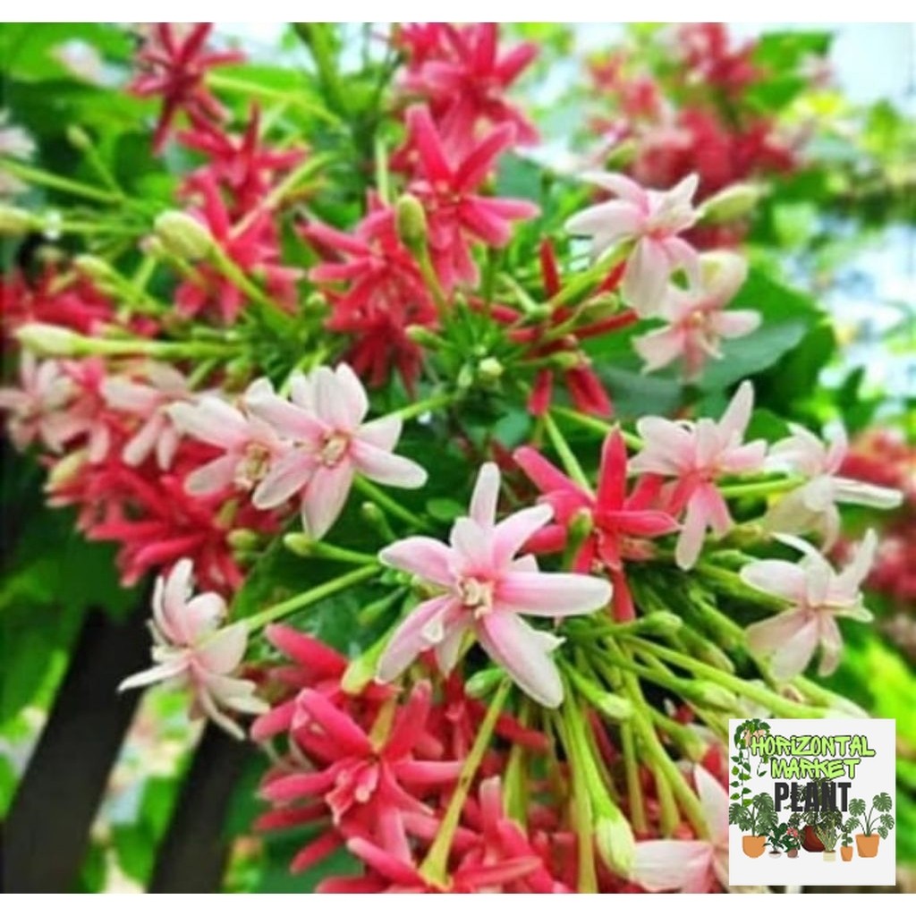 Tanaman Hian Melati Belanda