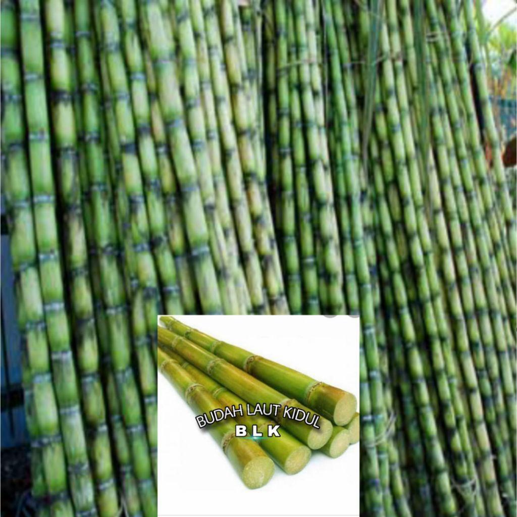 Bibit  tebu Hijau | tebu hijau | perbatang ukuran 30 cm