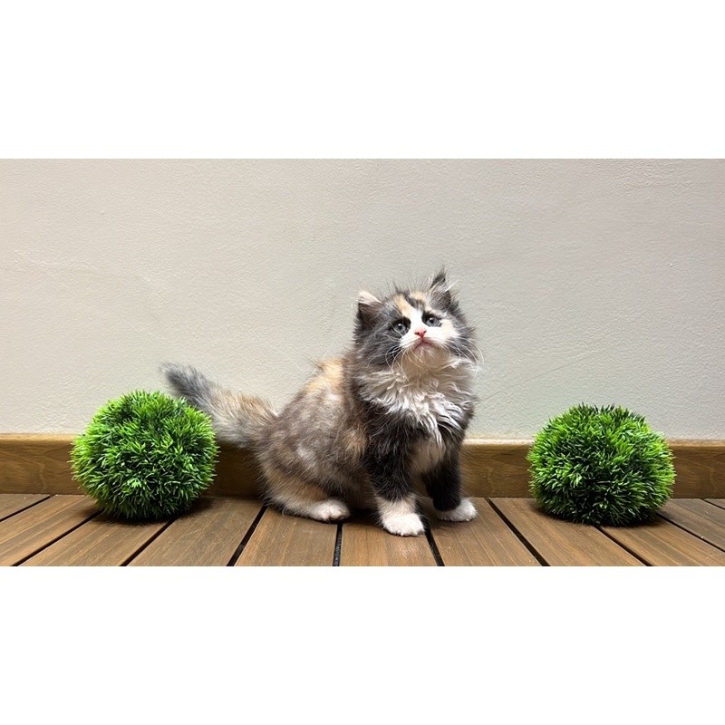 kucing persia kitten calico 2 bln