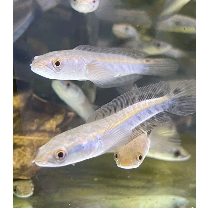maru yellow sentarum ys cana  8-10cm bahan galak/hiasan aquarium