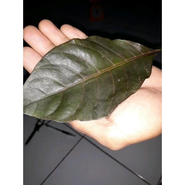 Daun Ungu Atau Handeuleum