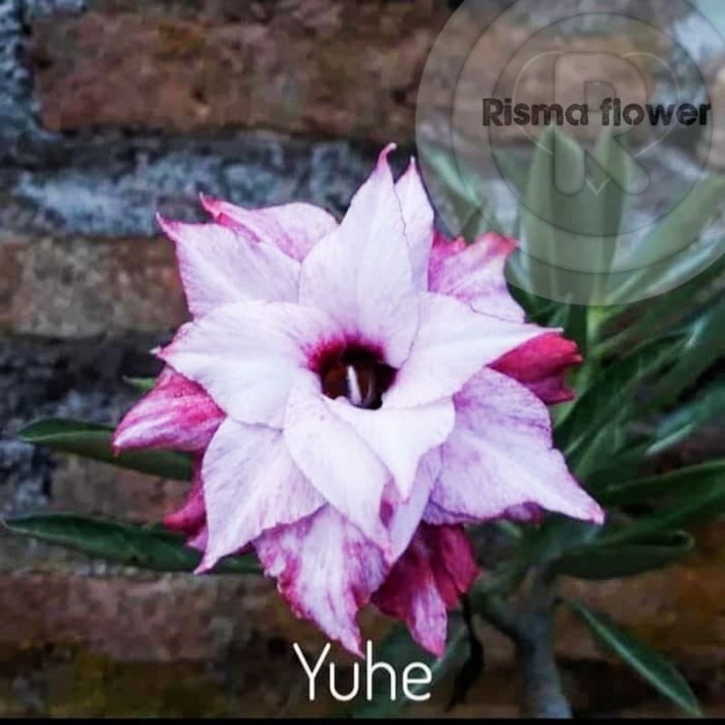 adenium super Tanaman hias pohon adenium tumpuk yuhe / bunga Kamboja Jepang tumpuk termurah dan orig