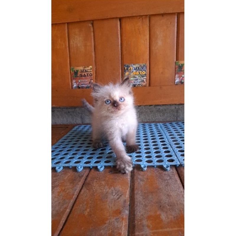 Kucing Persia Himalaya Longhair