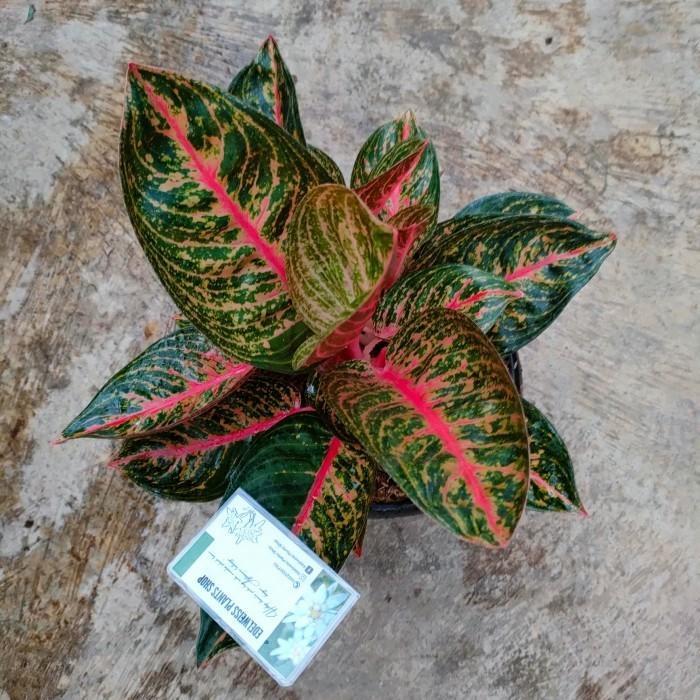 Promo bibit bonggol Aglonema Widuri Lilin lokal