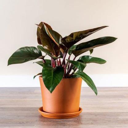 Philodendron red congo - Tanaman hias philodendron red congo - Philo red congo