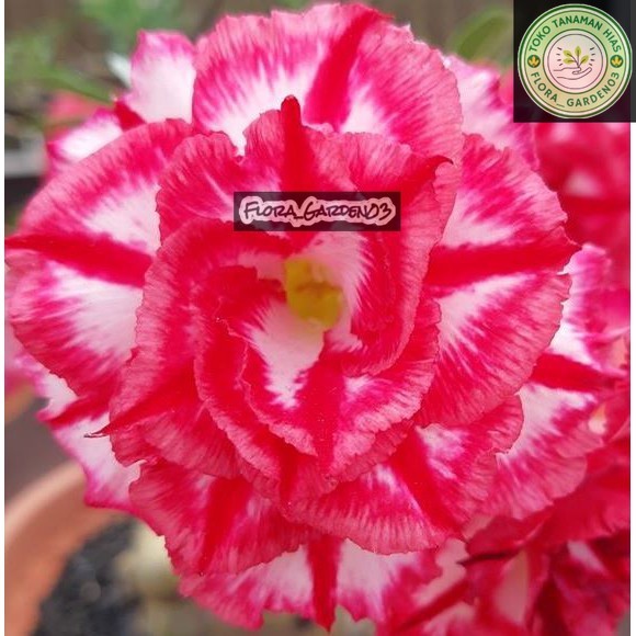 (BISA COD) Tanaman Hias Adenium Grafting PHET MONG KON (PMK) (Size A)