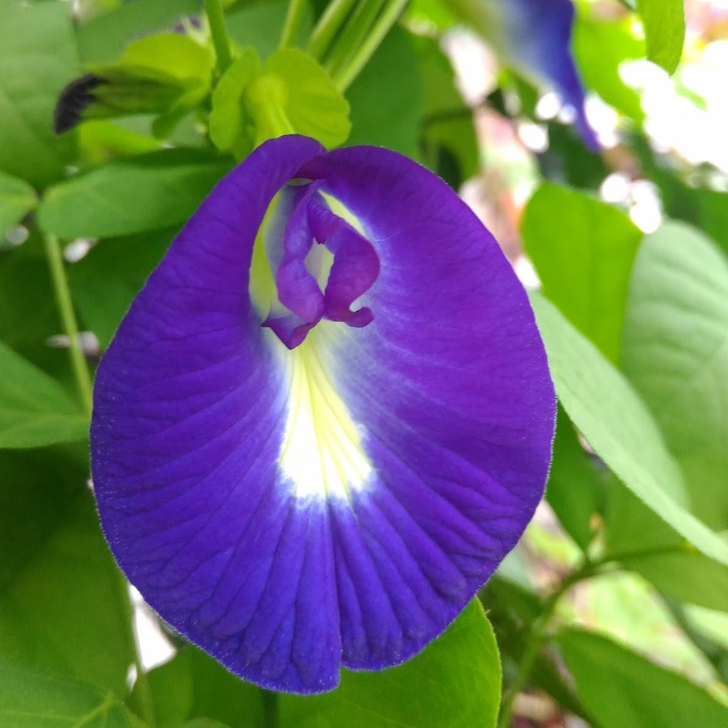 10 Bibit Bunga Telang Ungu Benih Tanaman Bunga Telang Non Tumpuk