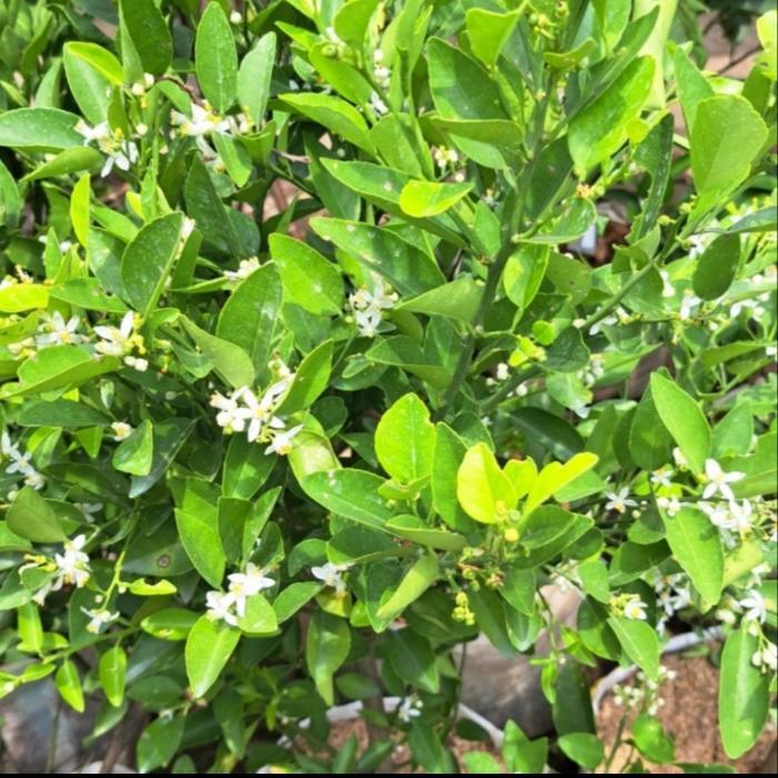 TANAMAN JERUK LIMO / POHON JERUK LIMO /JERUK SAMBAL