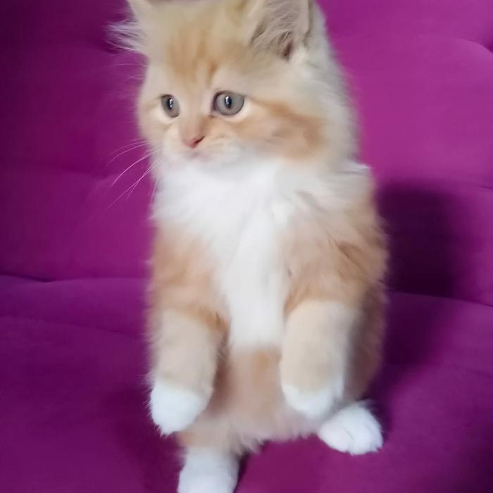 Kucing Persia Betina