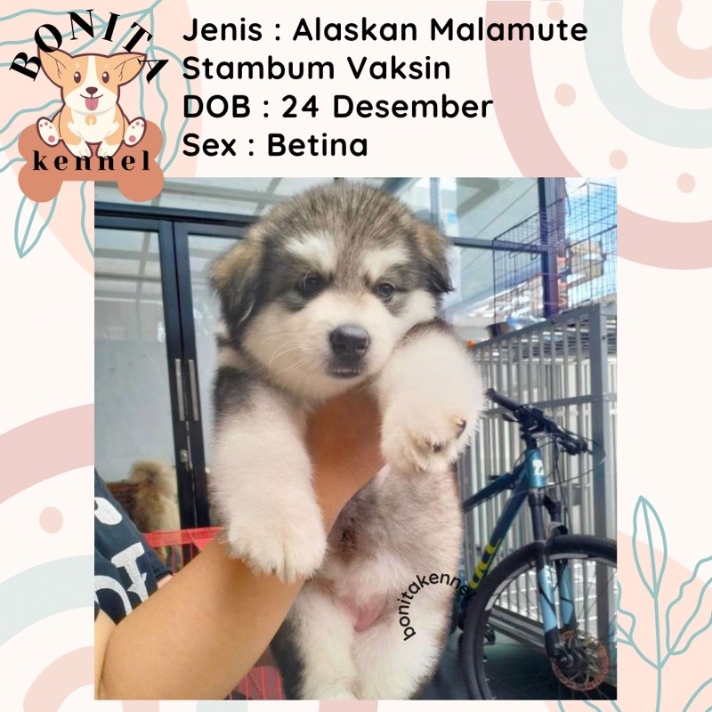 Anak Anjing Alaskan Malamute Stambum Jantan Betina