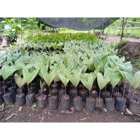 Bibit Salak Pondoh Madu Super Asli Berkualitas